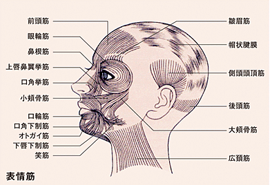 顔頭筋チューニング法 ティナロッサについて スキンケアサロンのティナロッサ